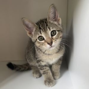 Canary, Baby Female Domestic Short Hair