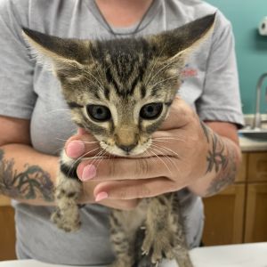 Simon, Baby Male Domestic Short Hair