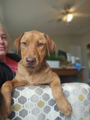 Pumpkin, Baby Female Cattle Dog