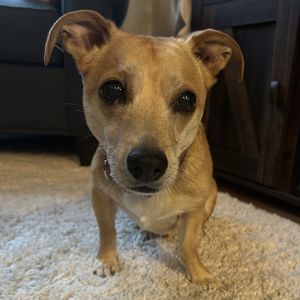 Joey, Senior Male Chihuahua