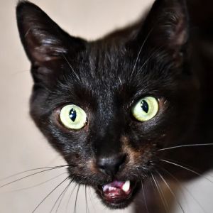 Theo, Senior Male Domestic Short Hair
