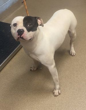 Salt Mixed Breed Dog