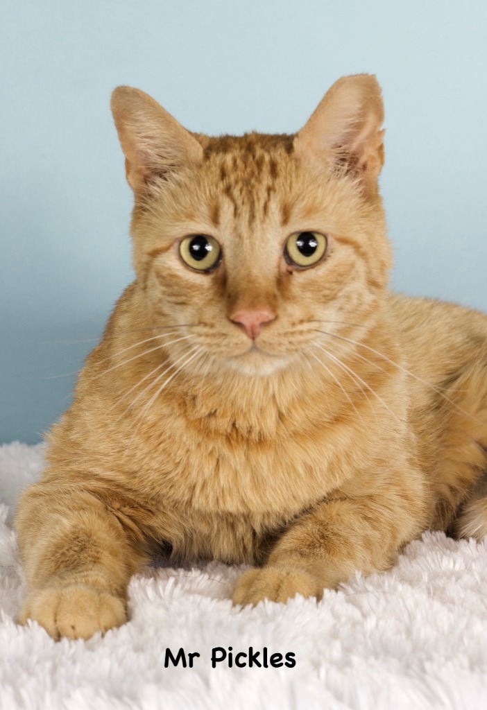 Mr. Pickles