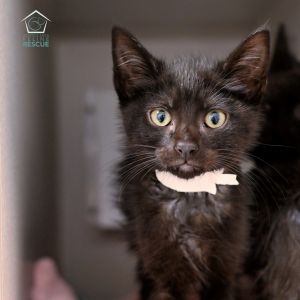 Kittens under 6 months old are adopted in pairs It is important for them to go to a home with