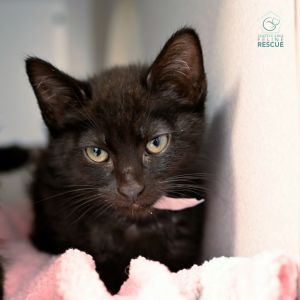 Kittens under 6 months old are adopted in pairs It is important for them to go to a home with