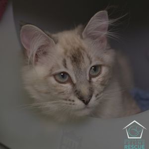 Kittens under 6 months old are adopted in pairs It is important for them to go to a home with