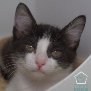 Appa, Baby Female Domestic Short Hair