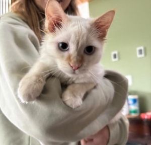 Kittens under 6 months old are adopted in pairs It is important for them to go to a home with
