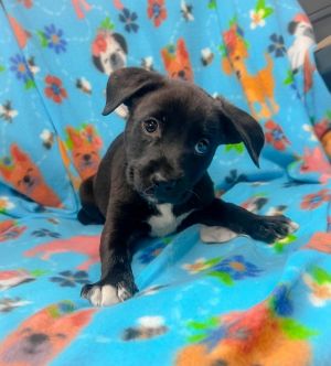 Elvis, Baby Male Mixed Breed