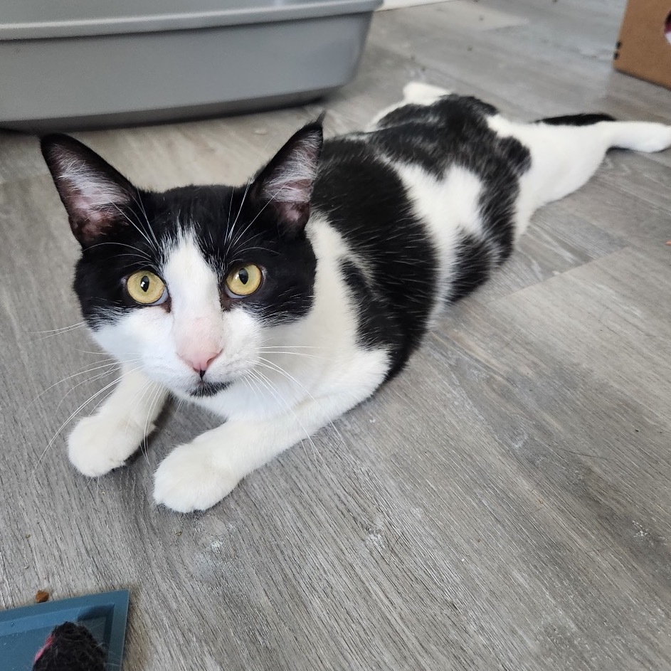 Buster, an adoptable Domestic Short Hair in Talent, OR, 97540 | Photo Image 1