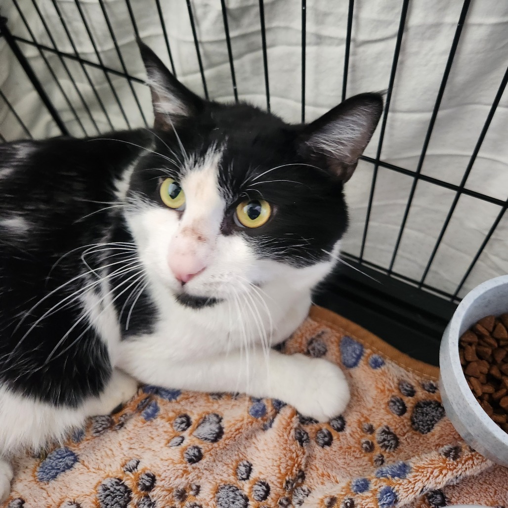 Buster, an adoptable Domestic Short Hair in Talent, OR, 97540 | Photo Image 2