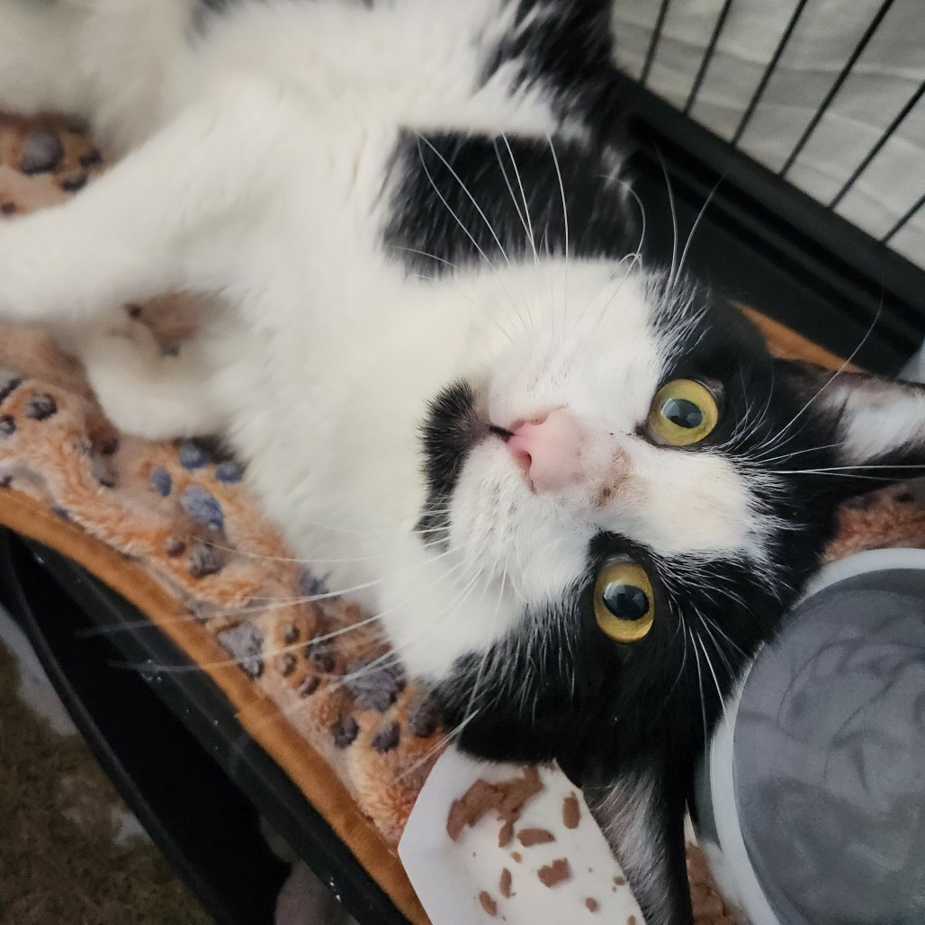 Buster, an adoptable Domestic Short Hair in Talent, OR, 97540 | Photo Image 3