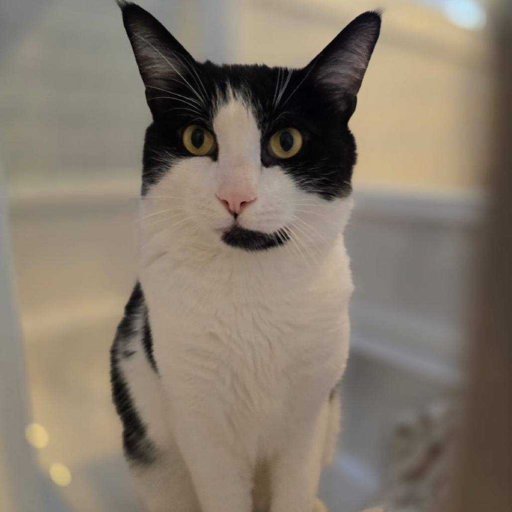 Buster, an adoptable Domestic Short Hair in Talent, OR, 97540 | Photo Image 4