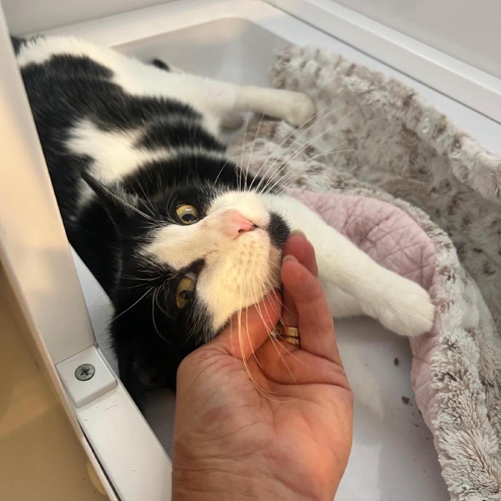 Buster, an adoptable Domestic Short Hair in Talent, OR, 97540 | Photo Image 6