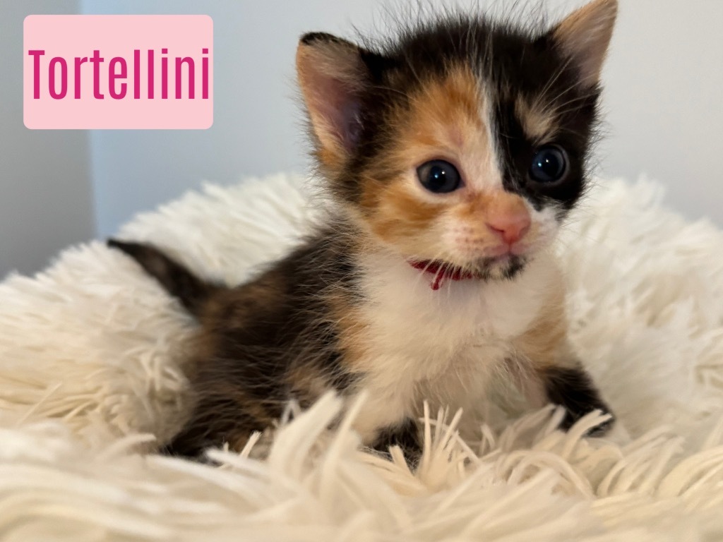 Tortellini