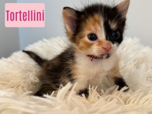 Tortellini, Baby Female Domestic Short Hair