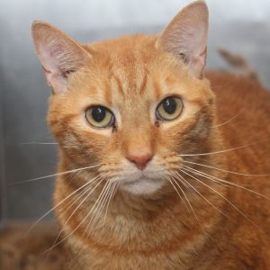 Sweet Potato, Senior Male Domestic Short Hair