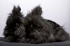 Freddy / Hazel photo 1