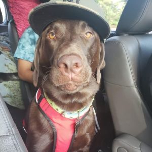Pedro, Senior Male Chocolate Labrador Retriever