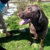 Pedro photo 2