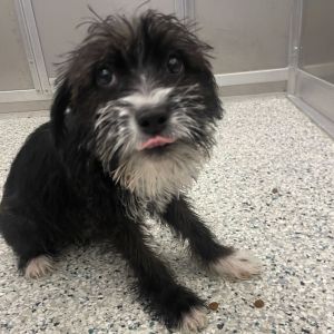 Malibu, Baby Female Schnauzer