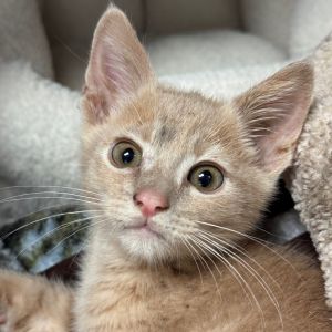 Hi My name is Charlie Brown and Im at the Santa Maria Campus Im a 2 month old male Domestic