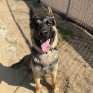 Hi there My name is Milo and Im at the Santa Maria Campus Im a 1 year old male German