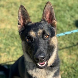 Hi there My name is Milo and Im at the Santa Maria Campus Im a 1 year old male German