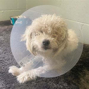 Hi there My name is Minnie and Im at the Santa Maria Campus Im a 2 year old female poodle
