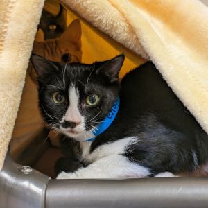 Hi there My name is Groucho and Im at the Santa Maria Campus Im a 4 month an