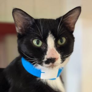 Hi there My name is Groucho and Im at the Santa Maria Campus Im a 4 month ol
