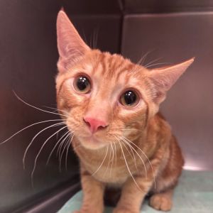 Hi there My name is Garfield and Im at the Santa Maria Campus Im a 4 month a