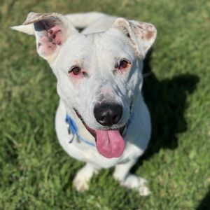 Hi there My name is Kylo and Im at the Santa Maria Campus Im a 2 year old male HoundTerrier