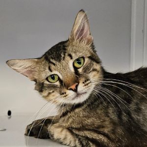 Hamilton, Adult Male Domestic Short Hair