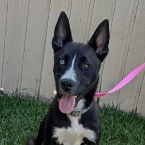 Aaliyah, Young Female Mixed Breed