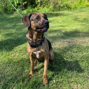 Fern, Adult Female Hound