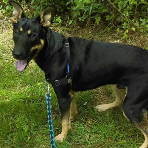 Ruger, Senior Male unknown