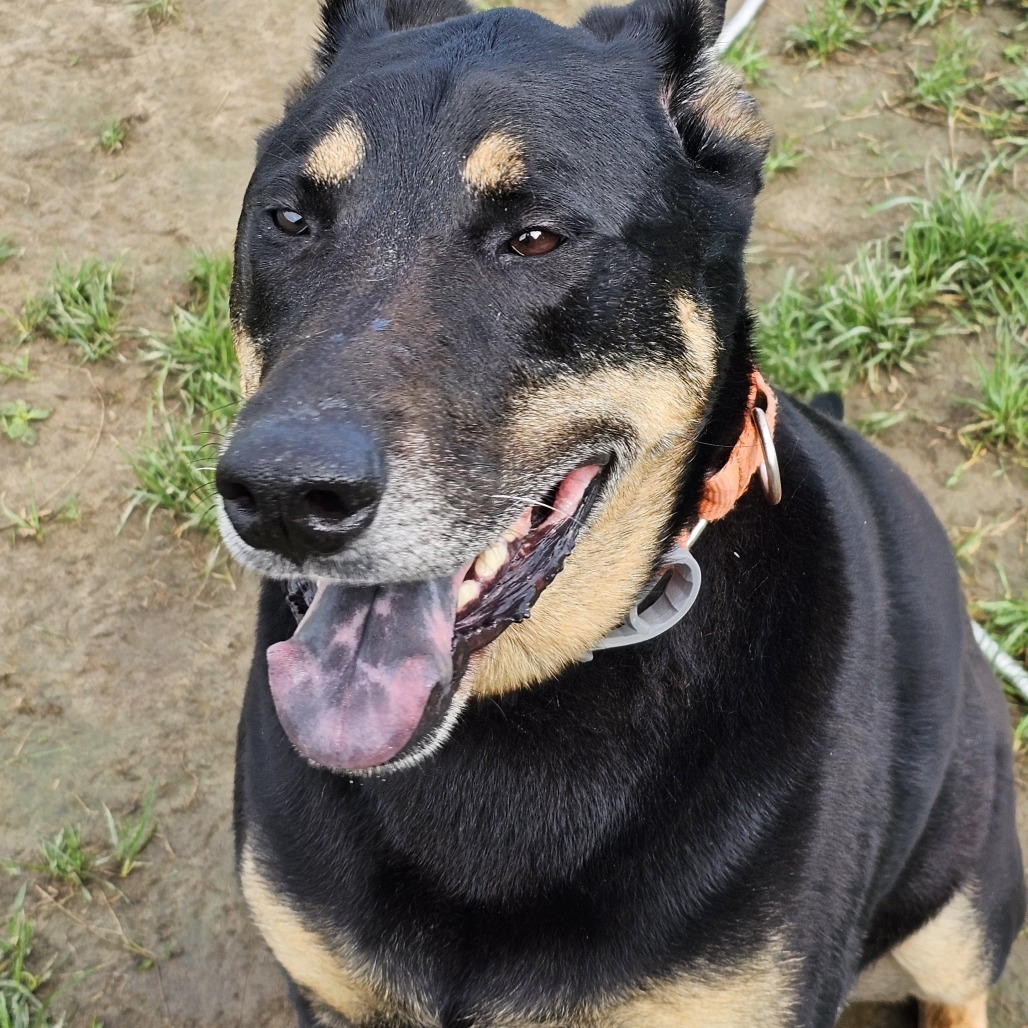 Ruger