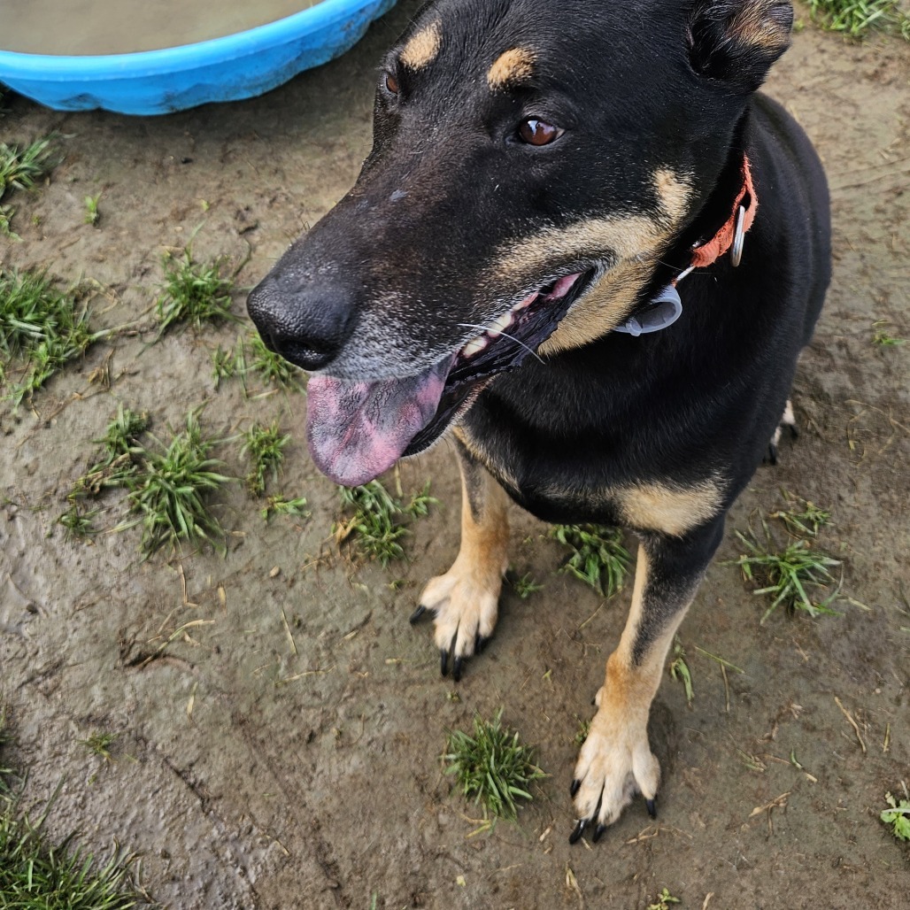 Ruger