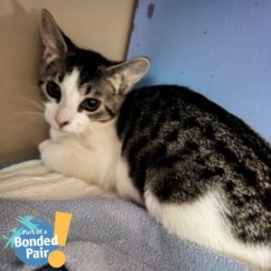 Selah, Baby Female Domestic Short Hair