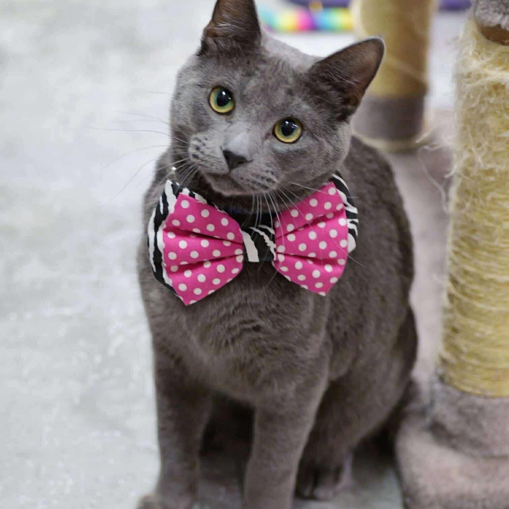 Morgan Cat OS NV, an adoptable Domestic Short Hair in Las Vegas, NV, 89145 | Photo Image 1