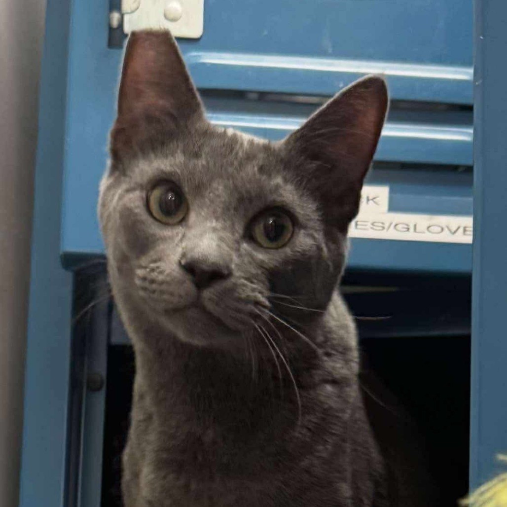 Morgan Cat OS NV, an adoptable Domestic Short Hair in Las Vegas, NV, 89145 | Photo Image 2