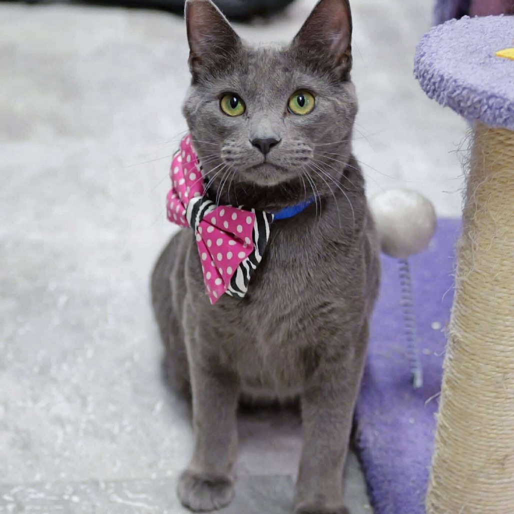 Morgan Cat OS NV, an adoptable Domestic Short Hair in Las Vegas, NV, 89145 | Photo Image 3