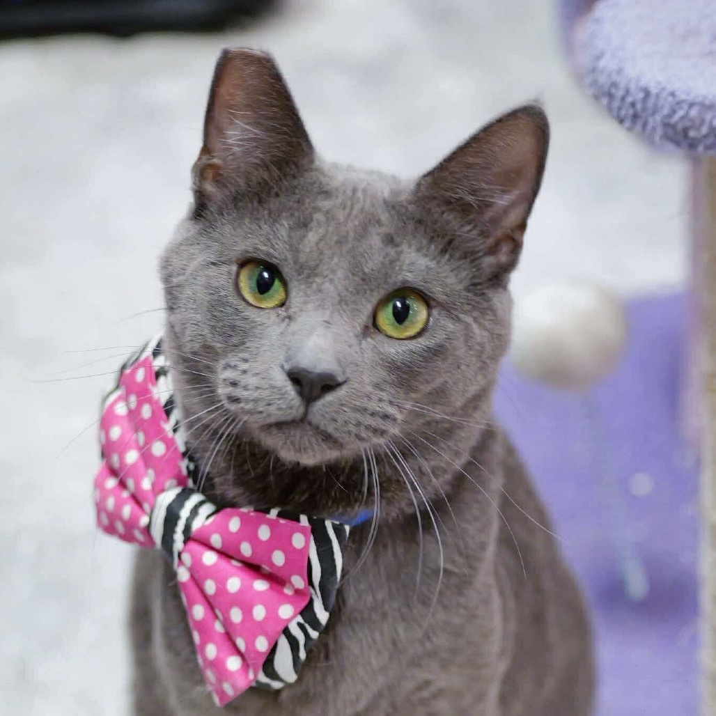 Morgan Cat OS NV, an adoptable Domestic Short Hair in Las Vegas, NV, 89145 | Photo Image 4