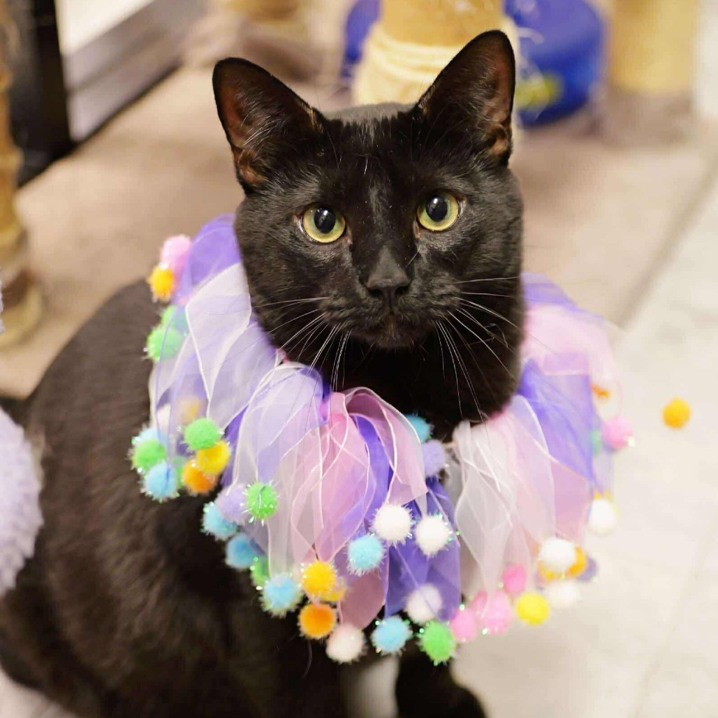 Taylor Cat OS NV, an adoptable Domestic Short Hair in Las Vegas, NV, 89145 | Photo Image 1