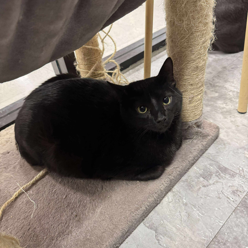 Taylor Cat OS NV, an adoptable Domestic Short Hair in Las Vegas, NV, 89145 | Photo Image 2