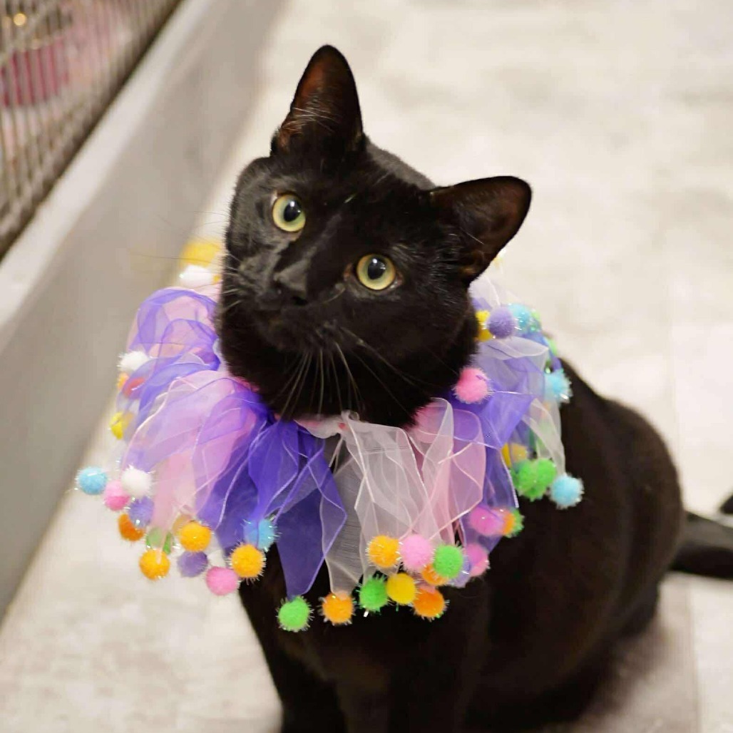 Taylor Cat OS NV, an adoptable Domestic Short Hair in Las Vegas, NV, 89145 | Photo Image 3