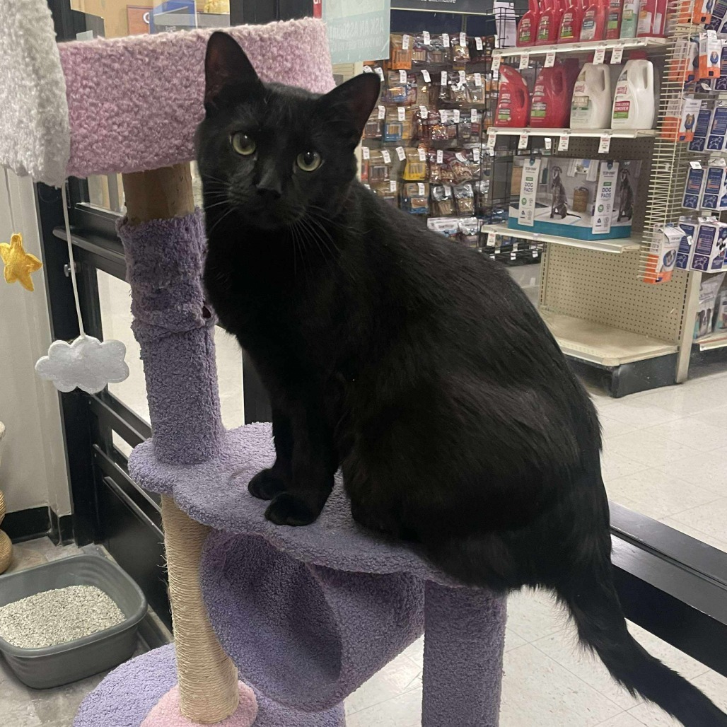 Taylor Cat OS NV, an adoptable Domestic Short Hair in Las Vegas, NV, 89145 | Photo Image 4