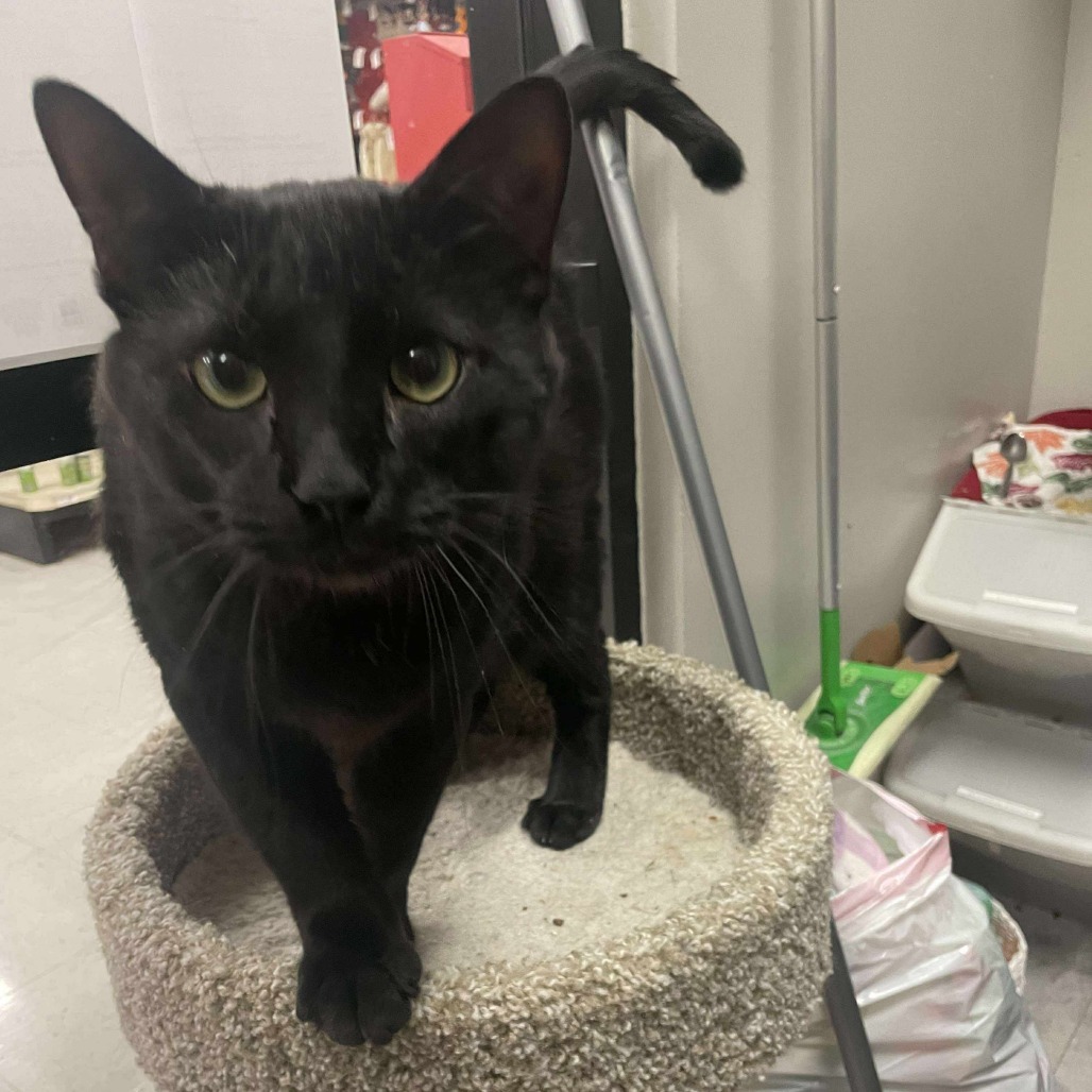 Taylor Cat OS NV, an adoptable Domestic Short Hair in Las Vegas, NV, 89145 | Photo Image 5