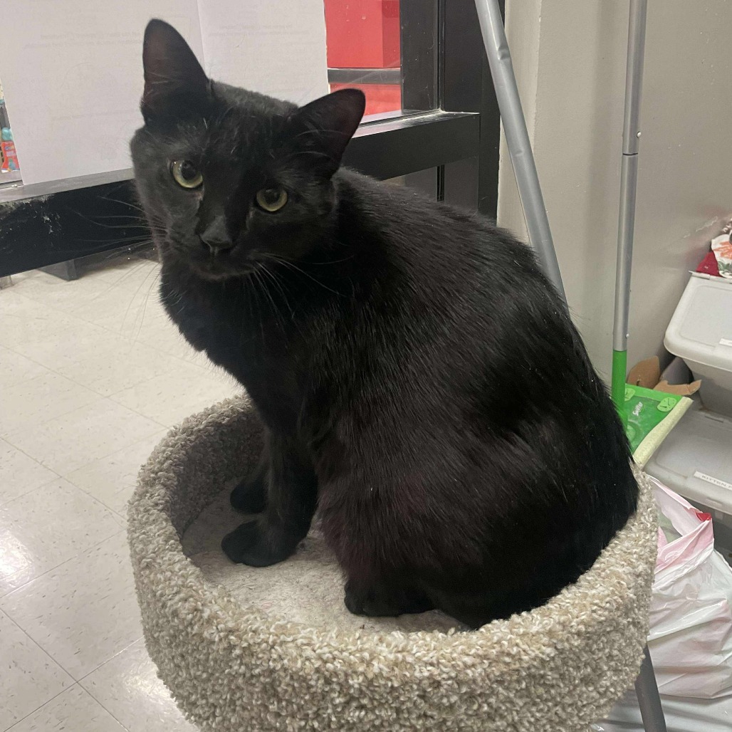 Taylor Cat OS NV, an adoptable Domestic Short Hair in Las Vegas, NV, 89145 | Photo Image 6